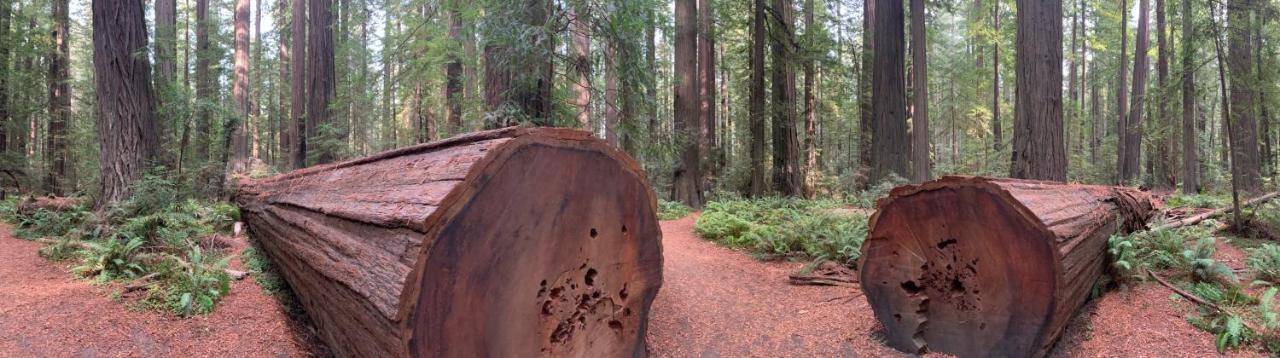 Hotel Glamping In The Redwoods With A Hot Tub! Garberville Zewnętrze zdjęcie