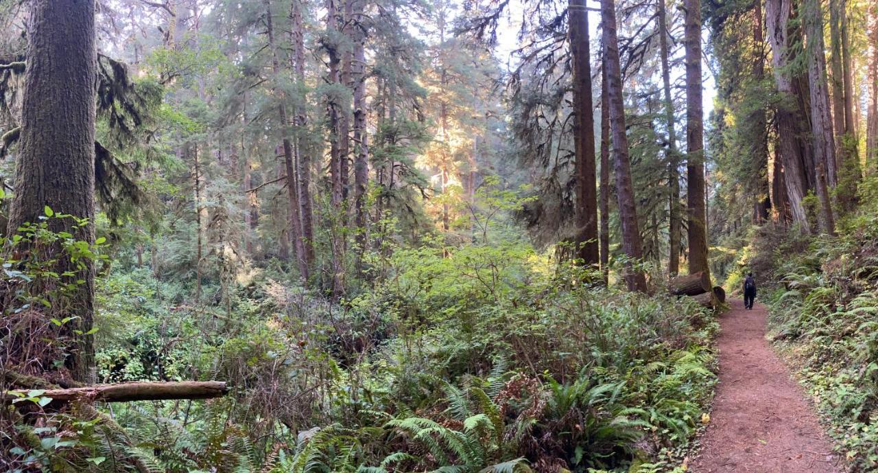 Hotel Glamping In The Redwoods With A Hot Tub! Garberville Zewnętrze zdjęcie